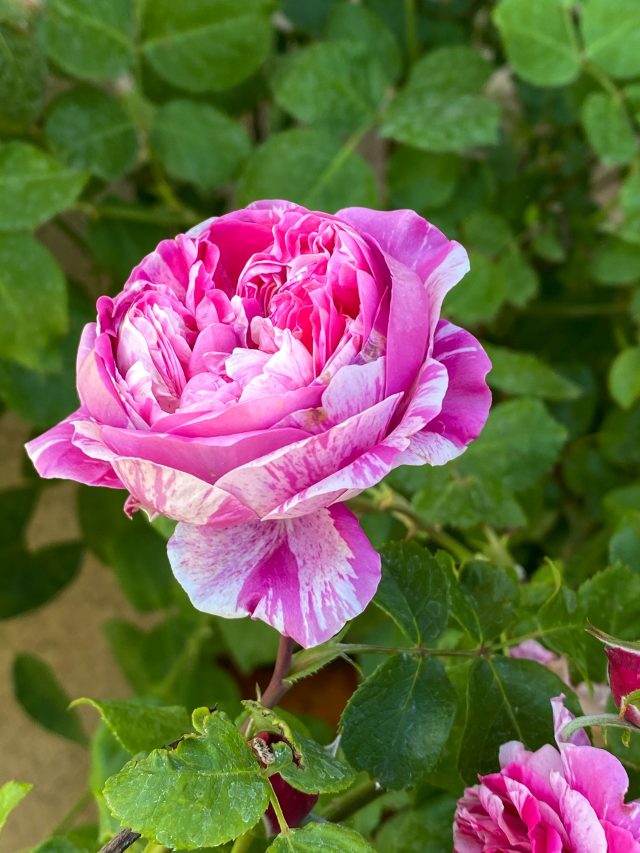 Growing Roses Sustainably